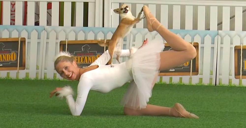 Ballerina & Dog Take Position, And The Crowd Gets Into It When The Music Starts
