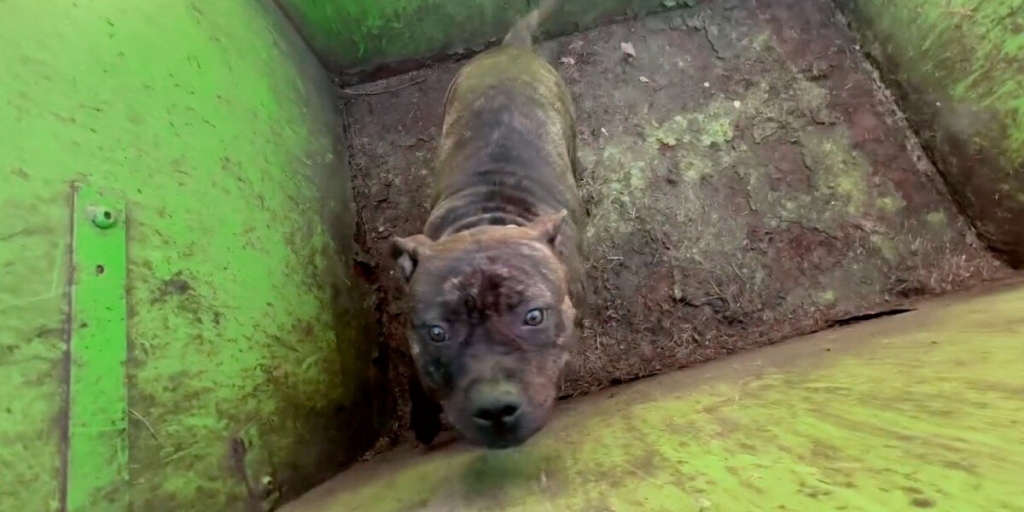 Rescuers Open Dumpster And Find A Sweet Pup Desperately Hoping To Be Saved