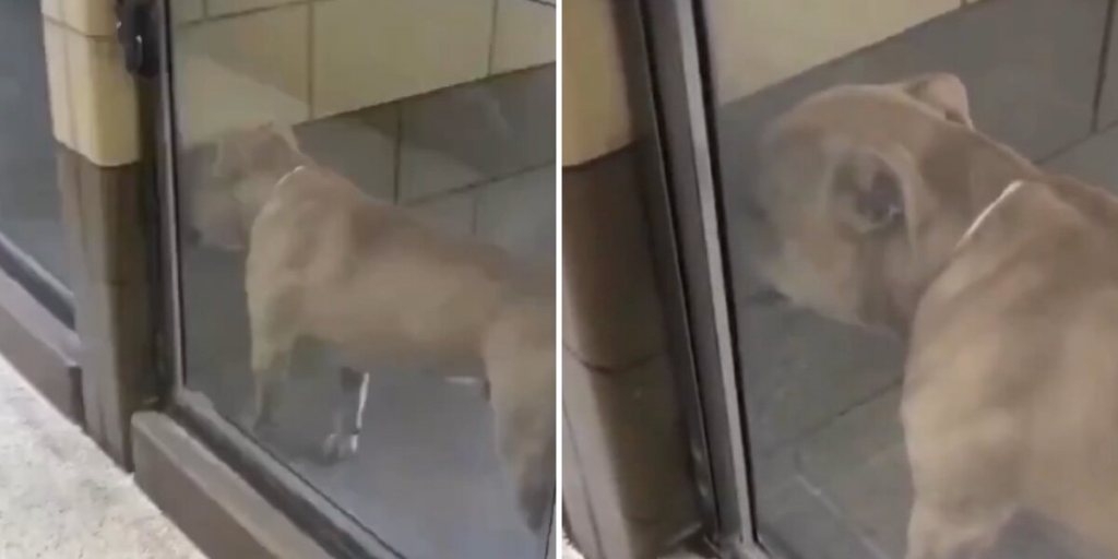 Dog Who Cried In His Shelter Kennel Can't Stop Smiling On His Ride To Freedom