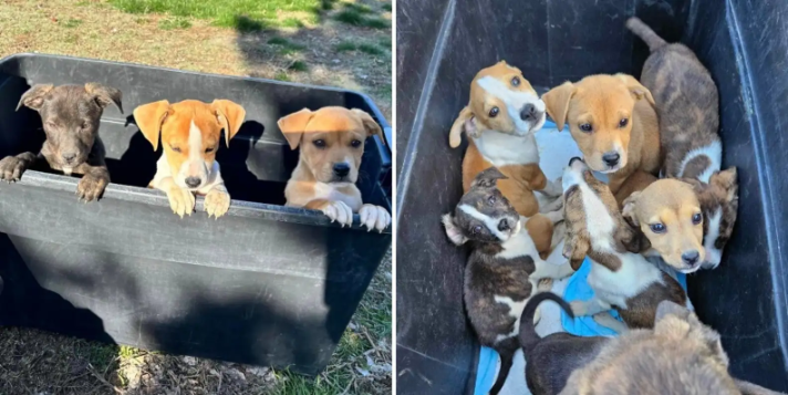 Puppies Abandoned in Mountain Box Never Gave Up Hope — And It Saved Them