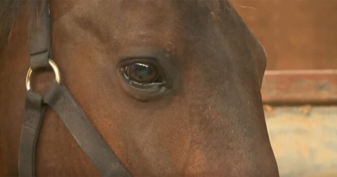 Emma the Horse Stuns Everyone by Giving Birth to Rare, Healthy Twins