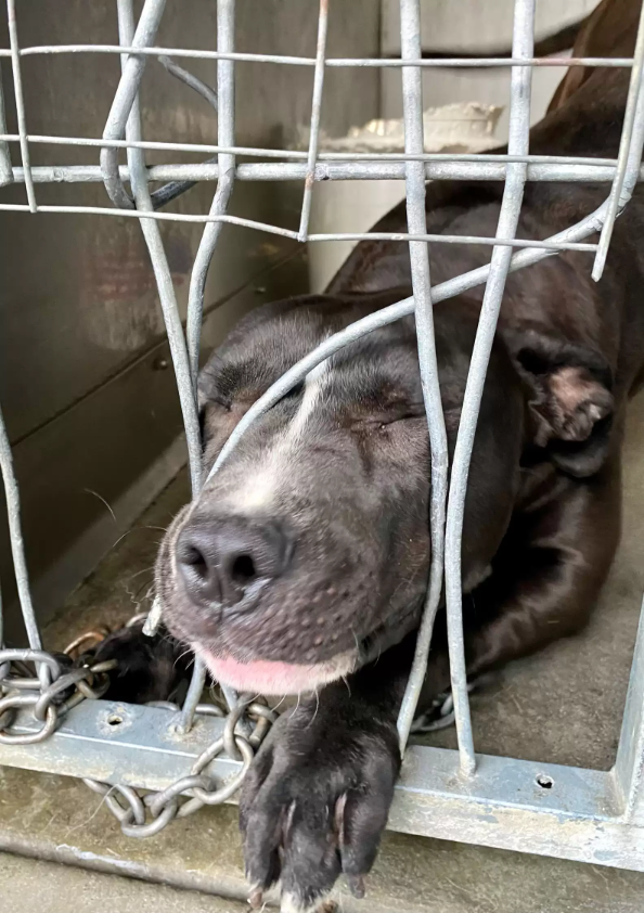Shelter Dog So Desperate For Love She Tries To Squeeze Through Her Kennel Bars