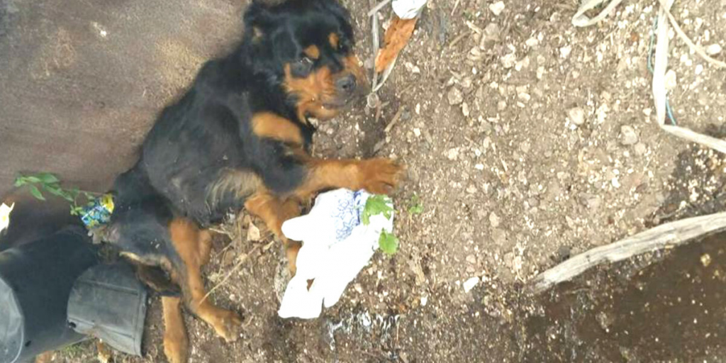 Paralyzed Dog Dumped By Dumpster Refuses To Give Up On Life