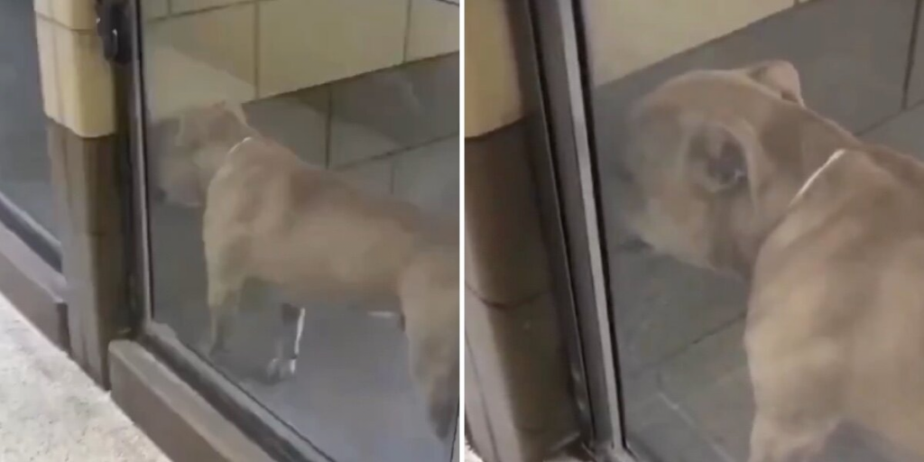 Dog Who Cried In His Shelter Kennel Now Can’t Stop Smiling With His Forever Mom
