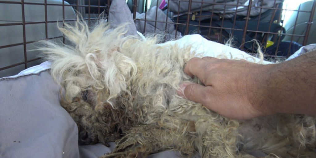 Street Dog With Severe Burns Learns What Love Feels Like For The First Time