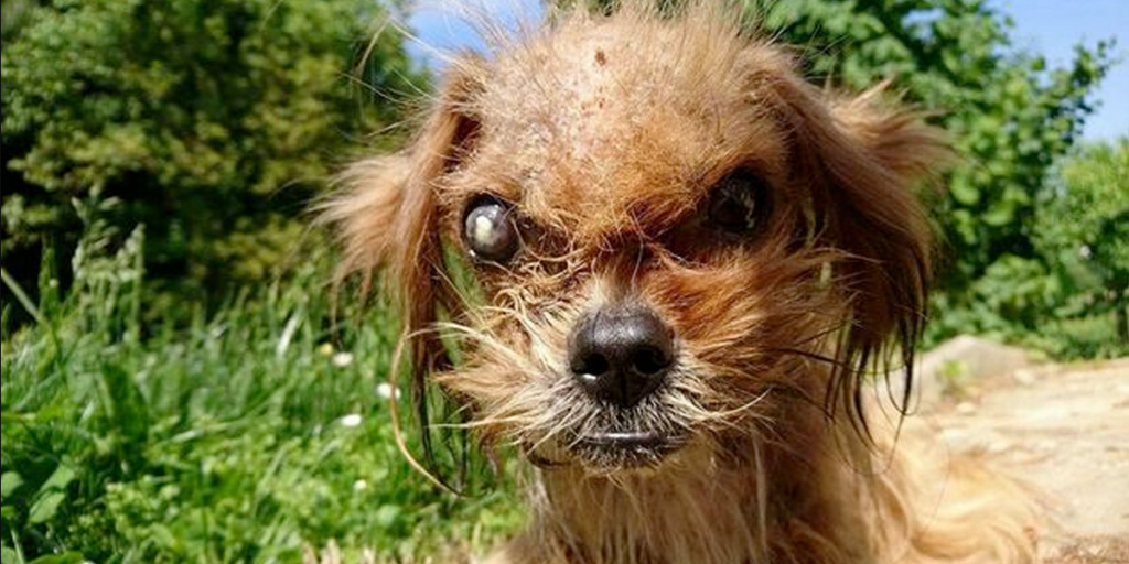 Stray Dog Once Too ‘Scary’ To Look At Now Radiates Pure Joy