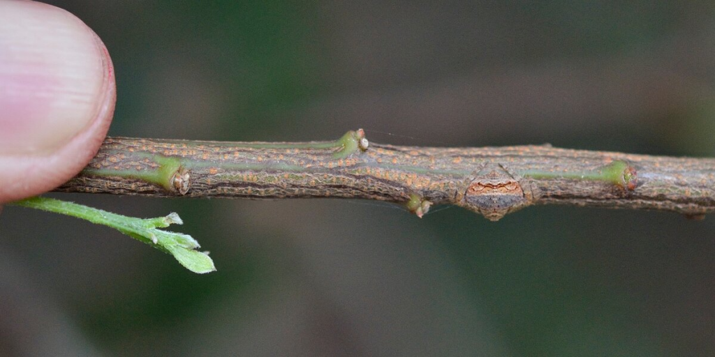 Little Spider Is A Master Of Disappearing Right Before Your Eyes