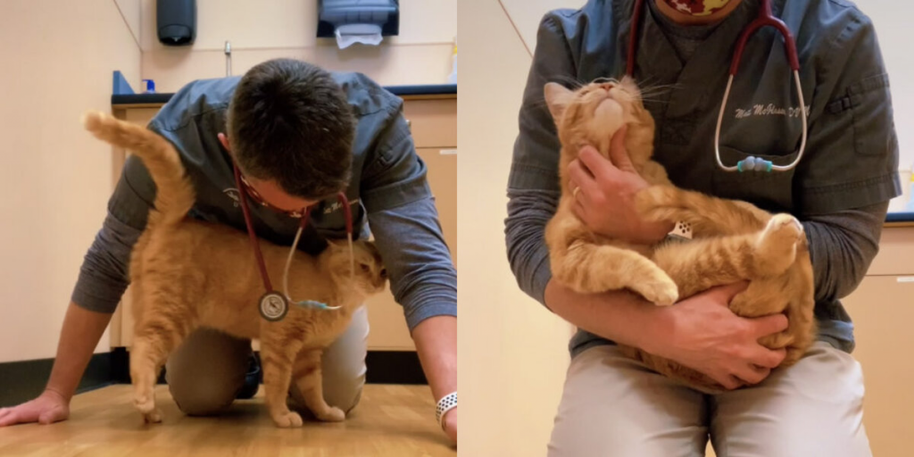 Injured Cat Arrives To Be Euthanized — But A Compassionate Vet Refuses To Give Up On Him