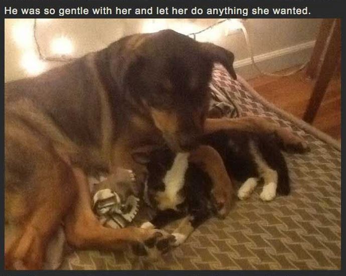 Cat Misses Dog 4