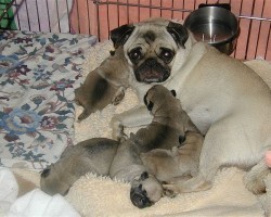 16 Most Common Myths About Dog Health Debunked!