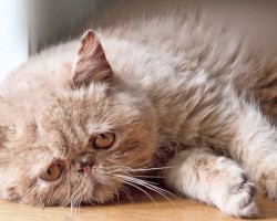 This Sad Cat Diary Will Make You Cry… From Laughter!!