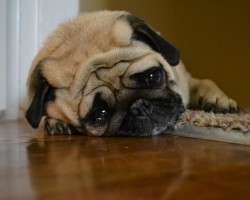 This Sad Dog Diary Will Make You Cry… From Laughter!!