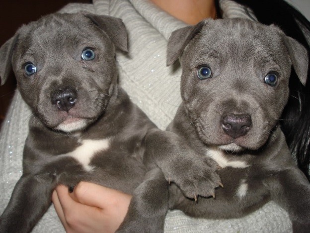 pit bull puppies pics