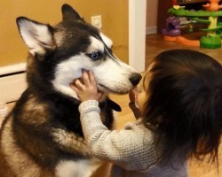 12 Realities New Husky Owners Must Learn To Accept