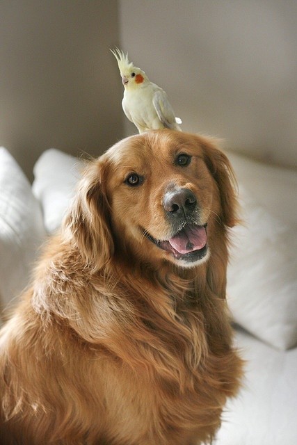 golden retriever bird funny
