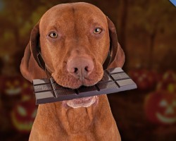 Chocolate Can Kill Your Dog. Here’s WHY And What To Do If Your Dog Ever Eats It.
