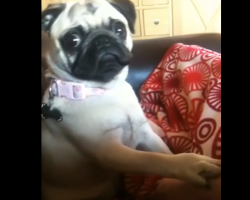Pug Puppy Loves Getting Tickled, But THIS Is What Happens When You Stop!