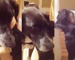 Cat Misses Dog After Being Apart For 10 Days – This Is AMAZING!