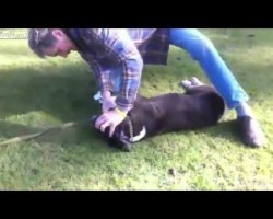 Man Is Caught Doing THIS To A Dog, But WHY He’s Doing It Is INCREDIBLE