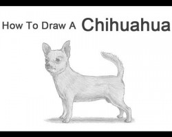 How to Draw a Chihuahua!