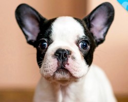 Look What we JUST Discovered about French Bulldogs!