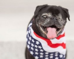 One-Eye Pug ‘Launches’ Presidential Campaign and Promises To “Work Like A Dog…”