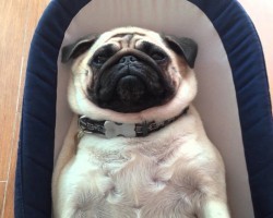 Pug Relaxing in Baby Bouncer Seat Is The Most Adorable Thing Ever!