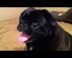 This Pug Seriously Hates The iPhone! Hilarious!