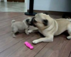 Two Pug Puppies In Epic Battle For Pink Bone