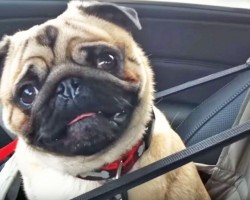 This Adorable Pug LOSES IT When He Finds Out Where He’s Going