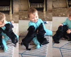Cute Baby Laughing At Pug Puppies Will Make You Happy!