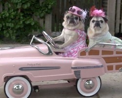 Cutest Pugs Drive Cars! Seriously, this is the cutest thing….EVER!!!!