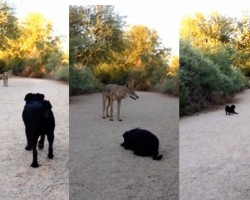 Pug and Coyote’s Unlikely Friendship. It’s Amazing To Watch!