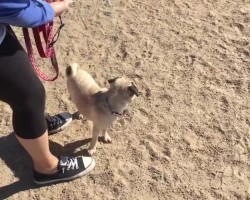 Pug’s First Time At The Dog Park. It’s Safe To Say She Likes It!