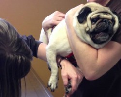 The Blair Pug Project: A Vet Student’s Hysterical Synopsis of Trimming a Pug’s Nails