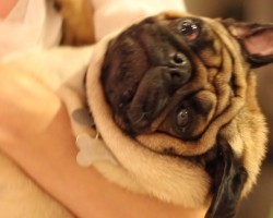 (VIDEO) Proof Pugs Are The Most Majestic Dogs…EVER!