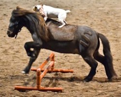 [Video] Jack Russell Climbs Onto Miniature Horse. Then, THIS Happens!