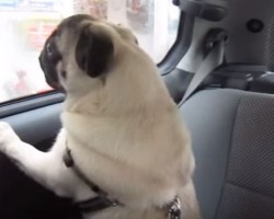Pug Cries Like A Baby When Her Human Leaves Her, But Look At The Other Pug…