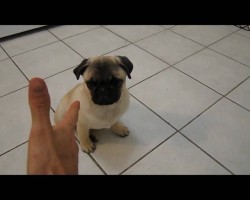This Pug Puppy Deserves An Oscar For THIS! This May Be The Cutest Thing Ever!