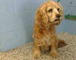 Senior Dog Cries As Owner Leaves Her Behind And Walks Out With Young Dog … But Someone Listened