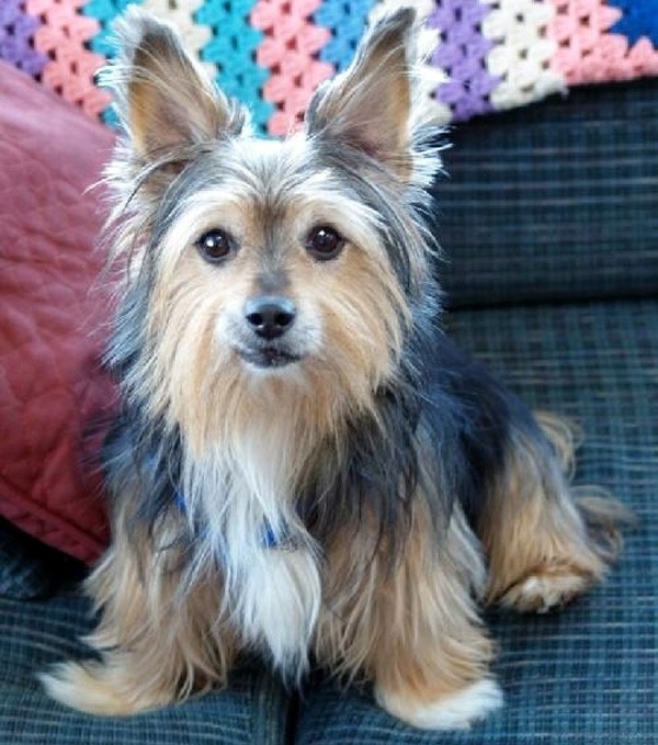 Corgi and Yorkie Mixed Breed