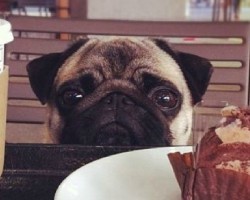 This Is Why We Love Pugs!
