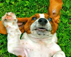 (VIDEO) These 10 Hilarious Basset Hound Videos Will Make Your Day!