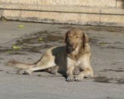 36 Golden Retrievers Abandoned On Streets Get Rescued