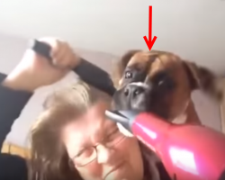Woman Starts Blow Drying Her Hair. The Boxer Puppy’s Reaction Is Priceless.