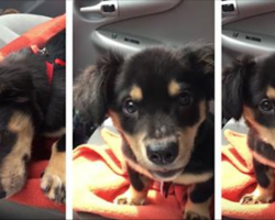Mom doesn’t let rescue puppy sit on her lap, puppy proceeds to throw an adorable tantrum