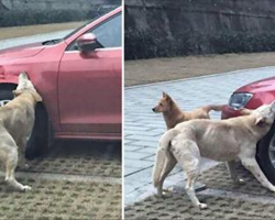 Man Kicks A Stray Dog, So The Dog Exacts Instant Revenge