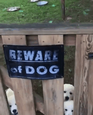 Beware Of The Dog Beware Of The Dog