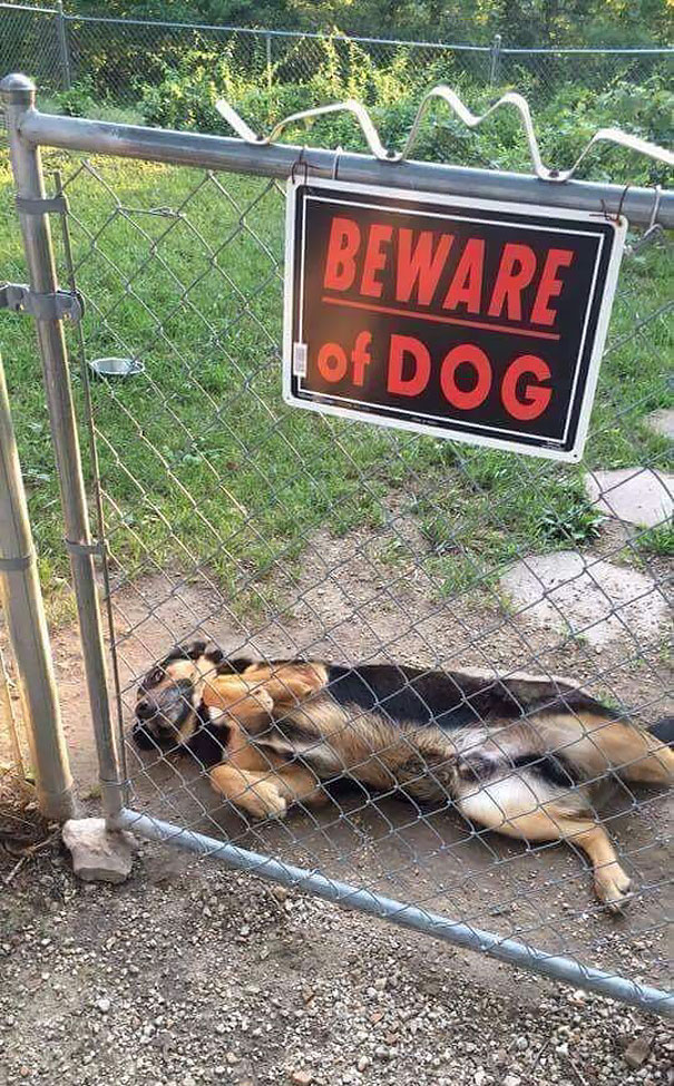 Beware Of The Dog Beware Of The Dog