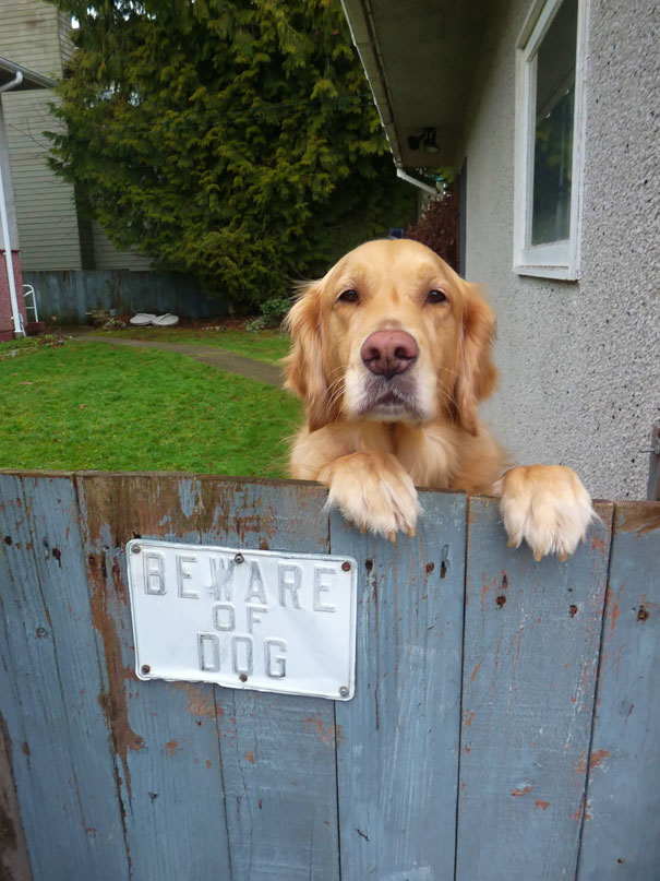 Beware Of The Dog